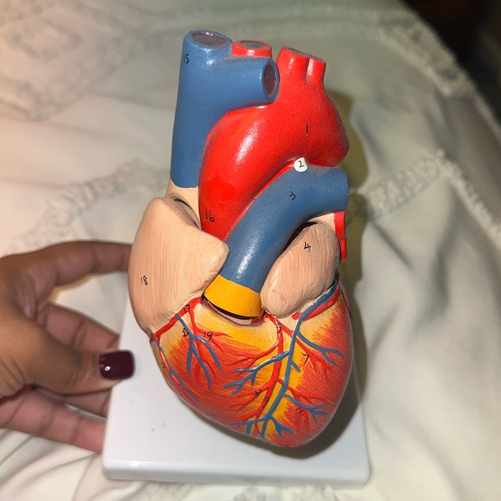 Heart anatomy model